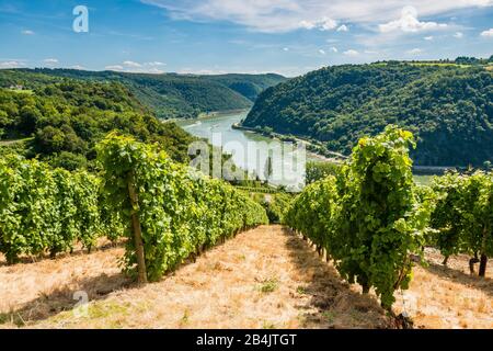 Vigneti a sud del Loreley, sul sentiero Rheinsteig fino a Spitznack, Patrimonio dell'Umanità Dell'Unesco, alta Valle del Reno centrale, Foto Stock