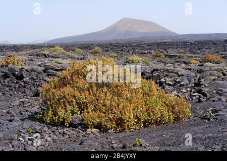 Canary Orel (Rumex lunaria) sul campo di lava, Los Volcanes parco naturale, a Tinajo, Lanzarote, Isole Canarie, Spagna Foto Stock