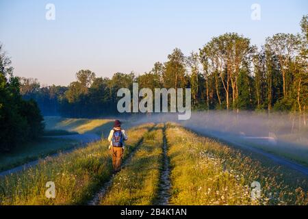 Sentiero sulla diga all'alba, riserva naturale Isarmündung, a Plattling, Bassa Baviera, Baviera, Germania Foto Stock