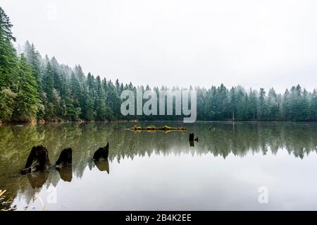 Paesaggio con una superficie specchiata dei Laghi Lacamas con vecchi ceppi che si stappano dall'acqua e una striscia di foresta polverizzata con neve sulla riva Foto Stock