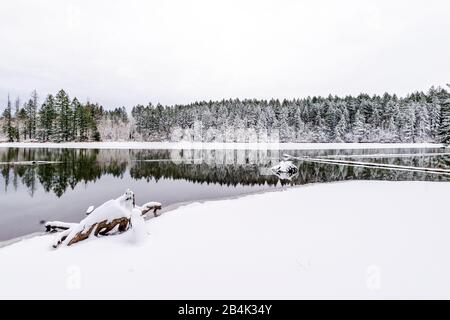 Paesaggio invernale con una superficie specchiata dei laghi Lacamas con vecchi ceppi che si stappano dall'acqua e una striscia di foresta polverizzata con neve sul Foto Stock