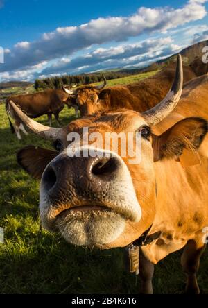 la mucca sembrava molto vicina alla macchina fotografica, con più mucche dietro di loro Foto Stock