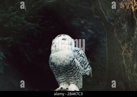 Gufo nevoso di notte, primo piano, Bubo scandiacus Foto Stock