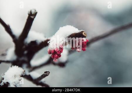 Bacche rosse con neve appesa sul ramo, primo piano Foto Stock