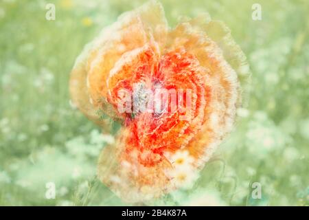 Papavero di mais, fiore, in fiore prato, alienato, arte della natura Foto Stock