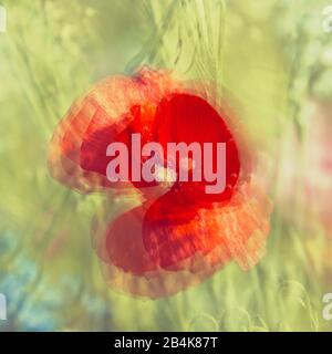 Papavero di mais, fiore, in fiore prato, alienato, arte della natura Foto Stock