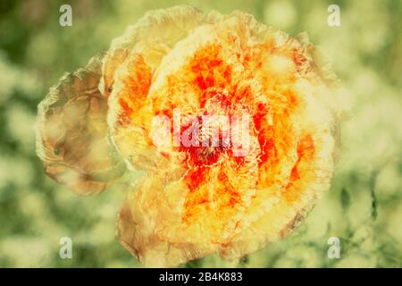 Papavero di mais, fiore, in fiore prato, alienato, arte della natura Foto Stock