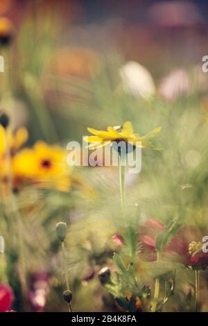 Cappello da sole nel prato dei fiori, rudbeckia, primo piano Foto Stock