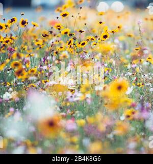 Cappello da sole nel prato dei fiori, rudbeckia, primo piano Foto Stock