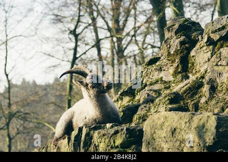 Capricorno si trova su una roccia, Capra ibex Foto Stock