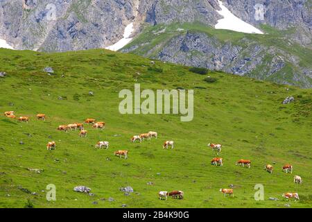 Vacche da latte e due cuccioli che pascolano sull'alp in formato paesaggistico, Foto Stock