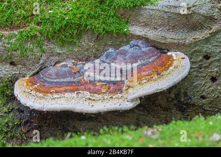 Fungo del tinder [Fomentarius del fomentarius] sul tronco di un faggio caduto, crescendo su deadwood Foto Stock