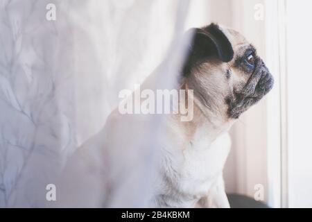 Il pug di colore beige si affaccia fuori dalla finestra Foto Stock