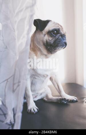 Il pug di colore beige si affaccia fuori dalla finestra Foto Stock