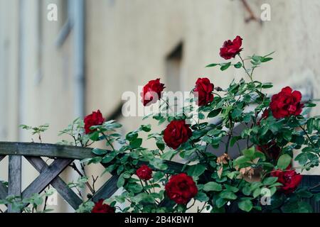 Rose rampicanti sul muro della casa, primo piano, rosa Foto Stock