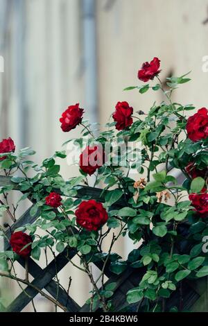 Rose rampicanti sul muro della casa, primo piano, rosa Foto Stock