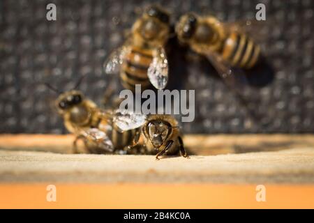 Honeybees al foro del mosca davanti al loro alveare Foto Stock