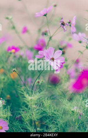 Blooming cestini decorativi, primo piano, Cosmos bipinnatus Foto Stock