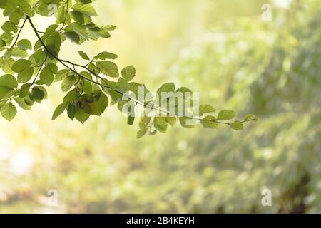 Ramo di betulla in controluce, close-up, betula Foto Stock