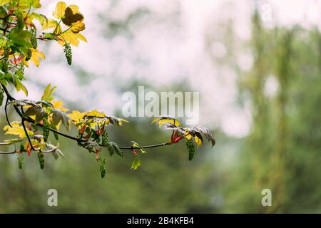 Acero con fiori, pianta particolare, rami, foglie Foto Stock