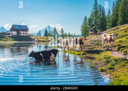 Le mucche pascolare fanno il bagno nel lago Federa vicino a Croda da Lago, Cortina d'Ampezzo, Belluno, Veneto, Italia Foto Stock