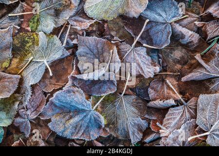 Primo piano di foglie surgelate, Cadore, Belluno, Dolomiti Foto Stock