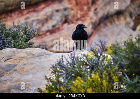 Usa, Stati Uniti D'America, Utah, Arizona, Bridges National Monument, San Juan Country, Utah, Colorado Plateau, White Canyon, Armstrong Canoyn, Foto Stock