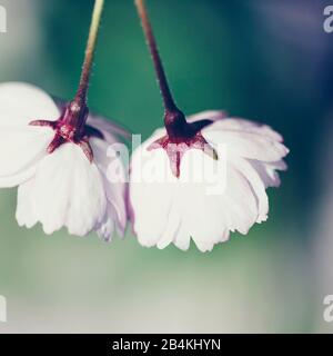 Albero di frutta in fiore, primo piano, ciliegio giapponese, Prunus serrulata Foto Stock