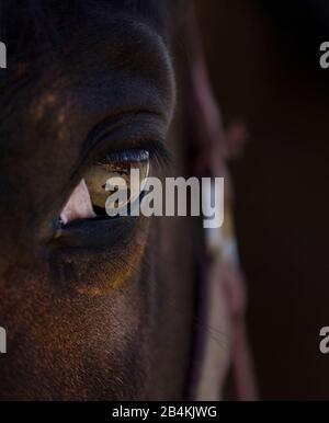 Cavallo, occhio, primo piano Foto Stock