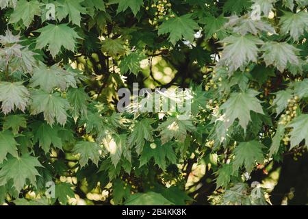 Maple foglie retroilluminate, acer, primo piano Foto Stock