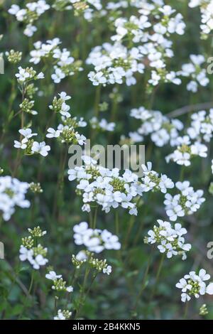 Fiore cuculo fiore, primo piano, Cardamine pratensis Foto Stock