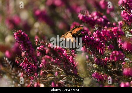 Dettagli natura, farfalla su erica, erica Foto Stock