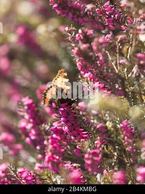 Dettagli natura, farfalla su erica, erica Foto Stock