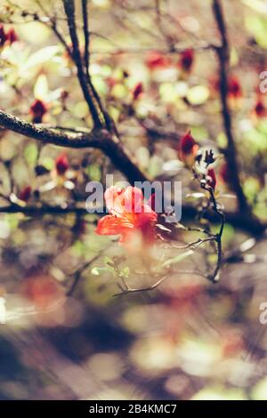 Rododendro con boccioli e fiori rossi, primo piano Foto Stock