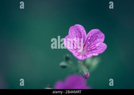 Crunesbill fioritura, primo piano, geranio Foto Stock