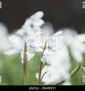 Prato con fiori di stella di latte, ornitogalum Foto Stock