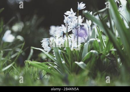 Prato con fiori di stella di latte, ornitogalum Foto Stock