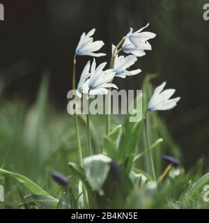 Prato con fiori di stella di latte, ornitogalum Foto Stock