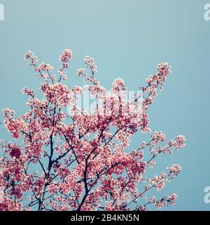 Prugna da fiore, rami con fiori, close-up, Prunus cerasifera Foto Stock