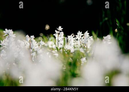 Prato con fiori di stella di latte, ornitogalum Foto Stock