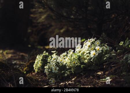 Anemone di legno sul pavimento della foresta, nemorosa di Anemone Foto Stock