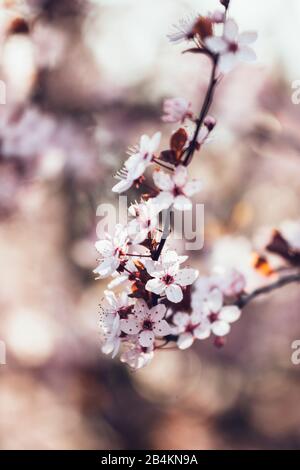 Prugna da fiore, rami con fiori, close-up, Prunus cerasifera Foto Stock