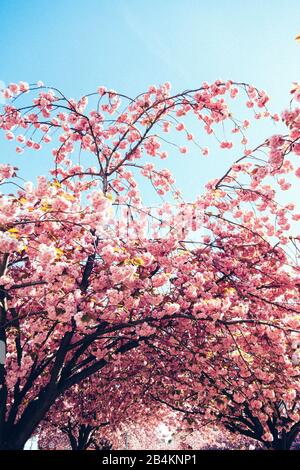 Ciliegi giapponesi, fioritura, primo piano, Prunus serrulata Foto Stock