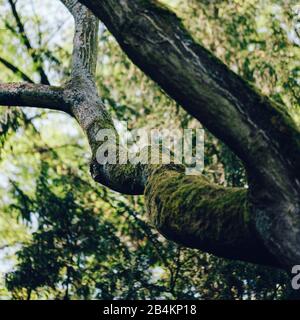 Tronco di albero cresciuto con muschio, primo piano Foto Stock