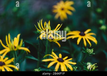 Giallo coneflower, fiori, rudbeckia, primo piano Foto Stock