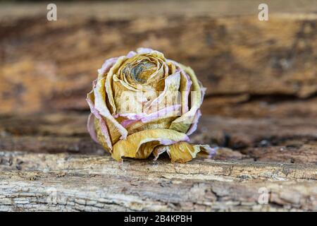 Rosa secca fiore su sfondo di legno stagionato Foto Stock