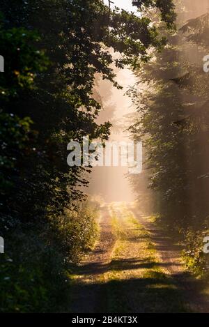 Sonnenstrahlen durchdringen die Bäume im Wald, Bayern, Deutschland, Europa Foto Stock