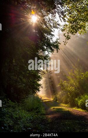 Sonnenstrahlen durchdringen die Bäume im Wald, Lichtdurchfluteter Waldweg, Bayern, Deutschland, Europa Foto Stock