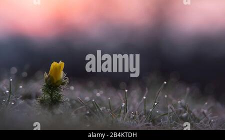 Germania, Baviera, Adonis fioretti al mattino con gocce di rugiada Foto Stock