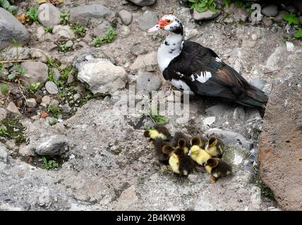 Warty anatra, animale domestico forma di anatra muschio (Cairina moschata), rosso-affrontato anatra muscovy, con pulcino, Funchal, isola di Madeira, Portogallo Foto Stock